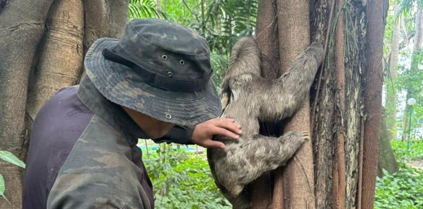 Bicho-preguiça recebe alta veterinária e volta para casa no Parque Centenário de Barra Mansa